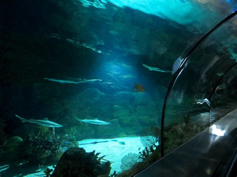 Shark Encounter Exhibit 2 Underwater Tunnel Zoochat
