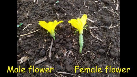 How To Differentiate Male And Female Flowers Of Cucumber Krishi