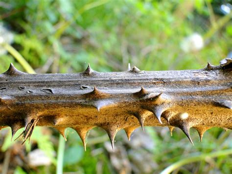 Ts Leather Thorns Pics Telegraph