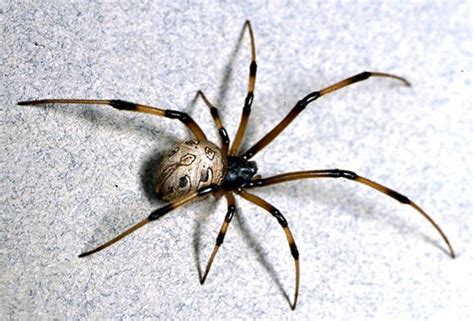 Brown Widow Spider Center For Invasive Species Research