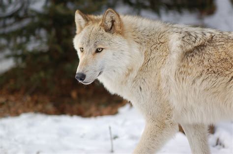 Zoologist Tundra Northern Canada