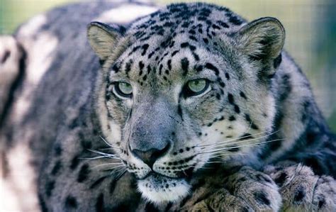 40 Interesting Facts About Snow Leopards Travel News
