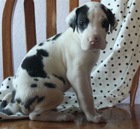 Avoid giving your great dane pup regular puppy food and do not supplement with anything. Great Dane Puppies For Sale | Austin, TX #202485 | Petzlover