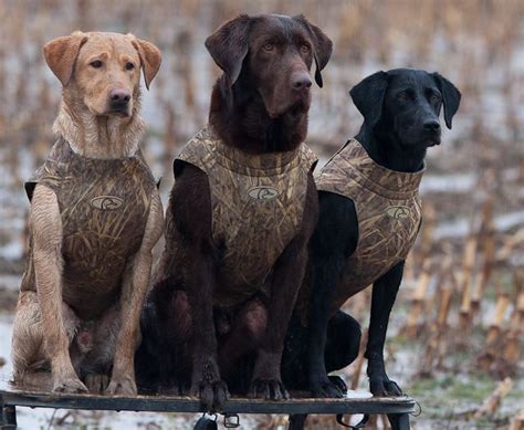 Hunting Labrador Retriever Breeders