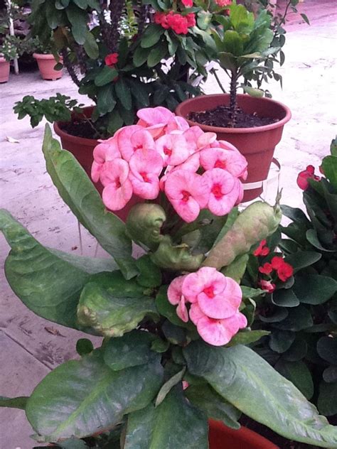 La euphorbia milii se desarrolla mejor y produce más puede ocurrir que, si tu corona de cristo se encontraba en interior y la trasladas a un lugar a pleno sol, sufra de quemaduras en algunas hojas. Corona de cristo | Garden, Cactus, Plants