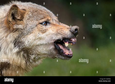 Snarling Grey Wolf Stock Photo Royalty Free Image 113614330 Alamy