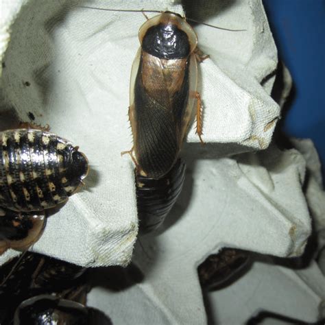 Breeding Dubia Roaches A Comprehensive Guide • Dubia Roach Depot