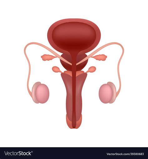 Realistic Male Reproductive System With Cut Away Vector Image