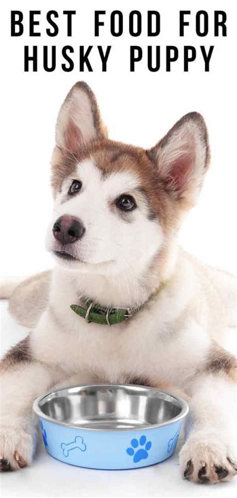 That's because feeding a canned dog food that contains too much calcium… can increase your puppy's risk of developing a crippling form of hip dysplasia… especially for certain breed sizes.1. Best Food For Husky Puppy - A Guide to Feeding Your Husky ...