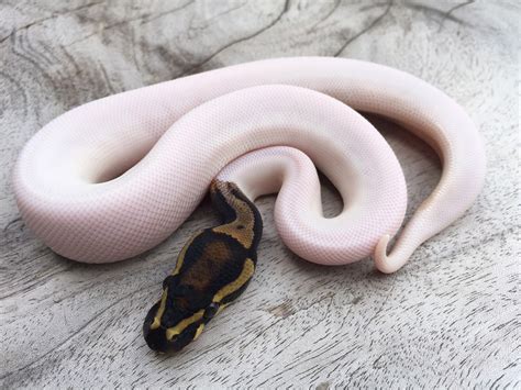 Leopard Pied Morph List World Of Ball Pythons