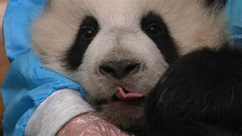 Video Baby Panda Takes First Steps In Belgian Zoo Newshub