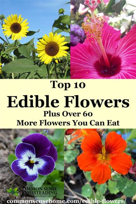 Top 10 Edible Flowers Plus Over 60 More Flowers You Can Eat