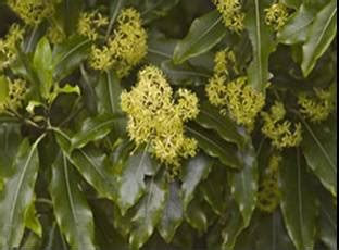 People commonly carve initials into these trees. Off the Mapp - Spray Point Station - Native Plant Species ...