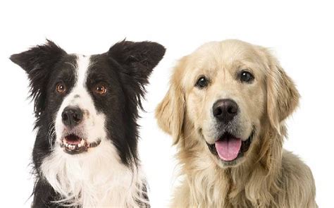 golden collie dog behavior trainability puppy price health facts
