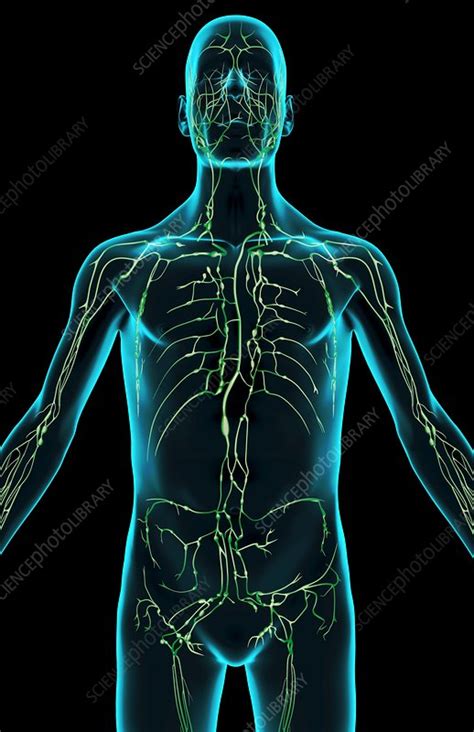 The Lymph Supply Of The Upper Body Stock Image F0018933 Science