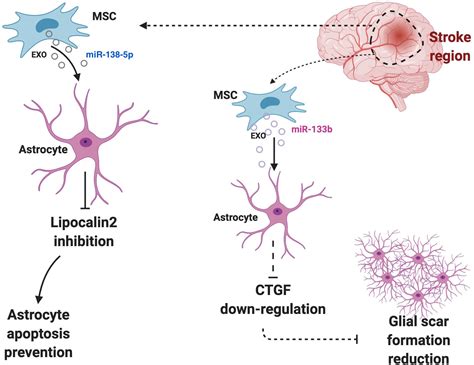 Frontiers The Function Of Astrocyte Mediated Extracellular Vesicles