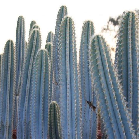 Blue Torch Cactus Pilosocereus Azureus Brazilian Blue Cactus Live