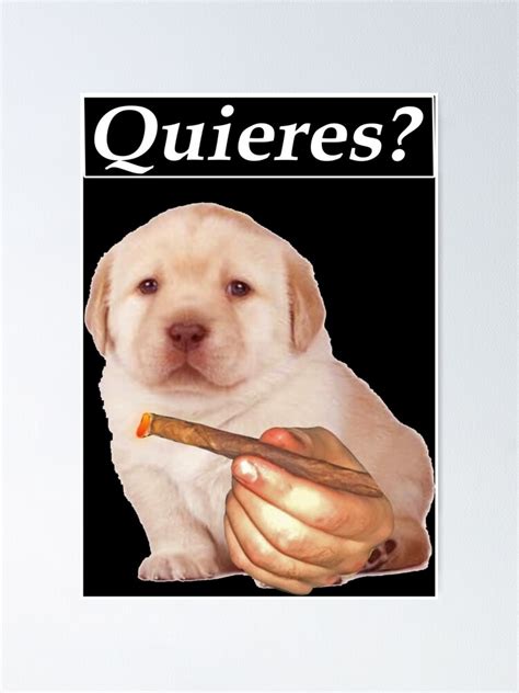 Cute Golden Retriever Puppy Quieres Meme Funny Meme Poster For