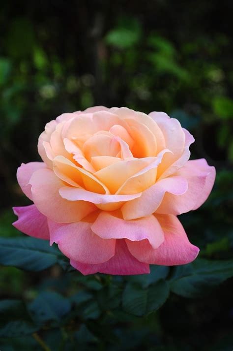 In addition to their beautiful appearance, many houseplants are beautifully fragrant, making your home smell fantastic too. The 10 Most Fragrant Flowers to Grow in Your Home and ...