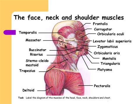 The chest anatomy includes the pectoralis major, pectoralis minor & serratus anterior. Gallery Facial Muscles Side View