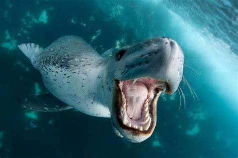 Leopard Seal Vs Killer Whale