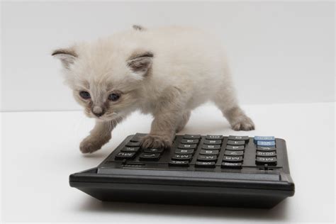 How Much Food Should I Feed My Cat? – TheCatSite Articles