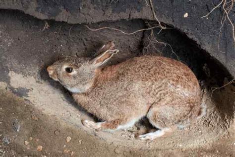 Why Do Female Rabbits Dig Holes 2023 Guide