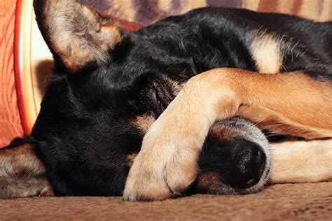 Why Do Dogs Cover Their Eyes With Their Paws