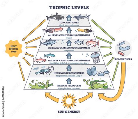 Trophic Levels In Water Wildlife As Ocean Food Chain Pyramid Outline