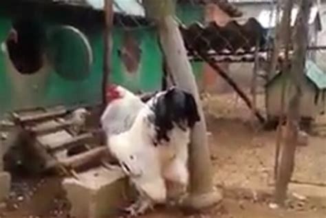 Check Out The Huge Chicken Everyone Is Talking About Video