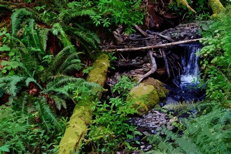Oregon Creek Photograph By Ben Upham Iii Fine Art America