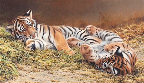 Siberian Tiger Cubs Playing Together In Grass Stock Images