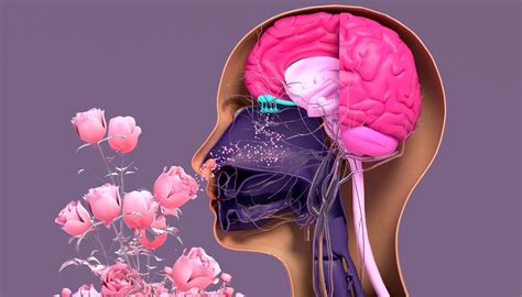 world of olfaction how scents affect your brain and mood