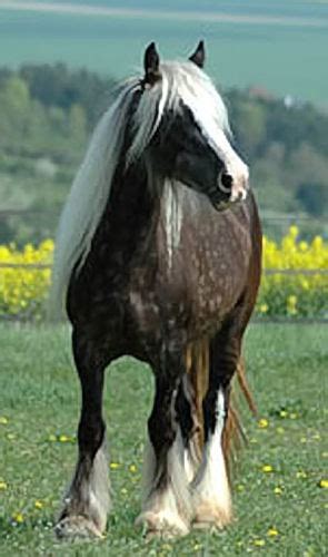 Gypsy vanner horses are one of the most beautiful horse breeds in the world. Full Moon Gypsy: gypsy