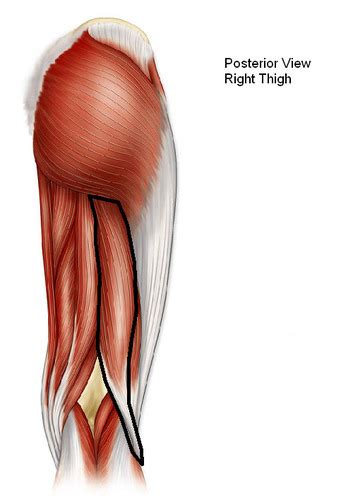 Posterior Thigh Muscles Flashcards Quizlet