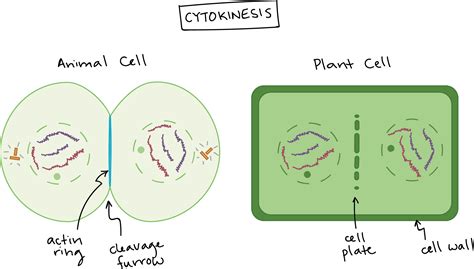 Telophase In Plant Cells