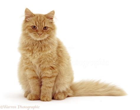 Fluffy Ginger Cat Sitting Photo Wp46162