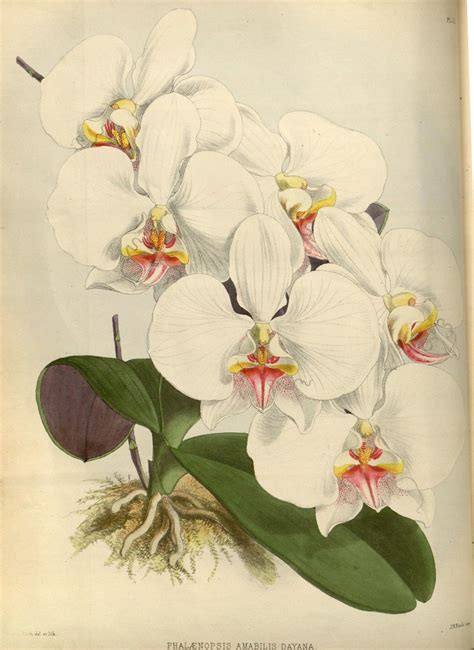 N34w1150 Orchids Botanical Drawings Botanical Art