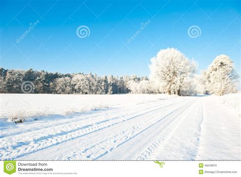Beautiful Winter Landscape With Snow Covered Trees Sunny