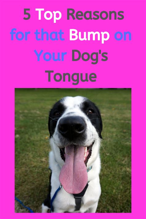 5 Top Reasons For That Bump On Your Dogs Tongue Dogs Dog Health Care