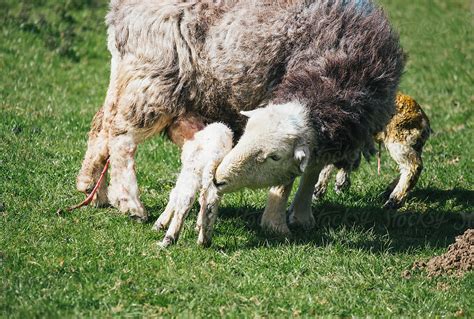 Herdwick Sheep Having Just Given Birth Cleans Her Newborn Lamb By