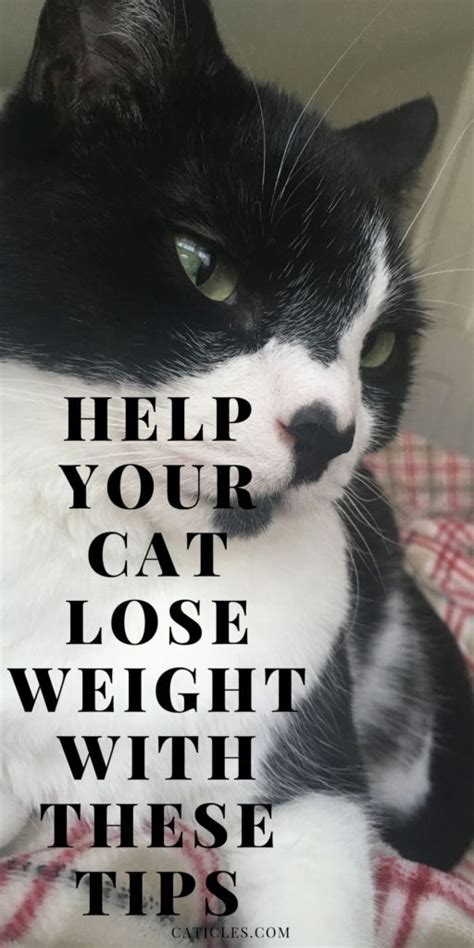 Cat Weight Loss Program 26 Tips For A Healthier Cat Caticles