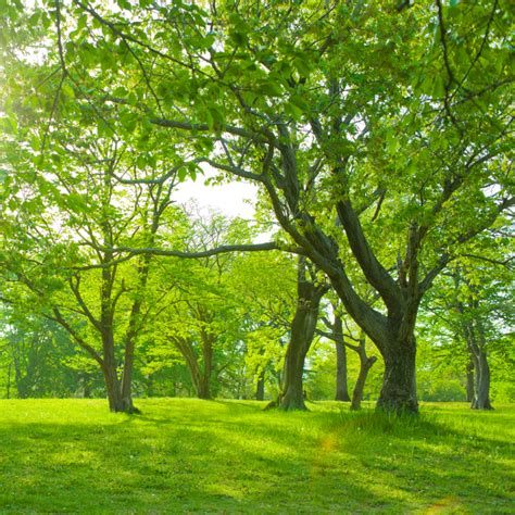 It is not surprising that the california state tree is also one of its most famous identifiers. Fastest Growing Trees in Michigan | PPM Tree Service