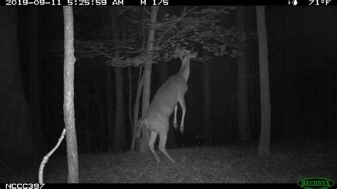 Creepy Camera Trap Photo Finds Deer On Two Legs In Nc Woods The