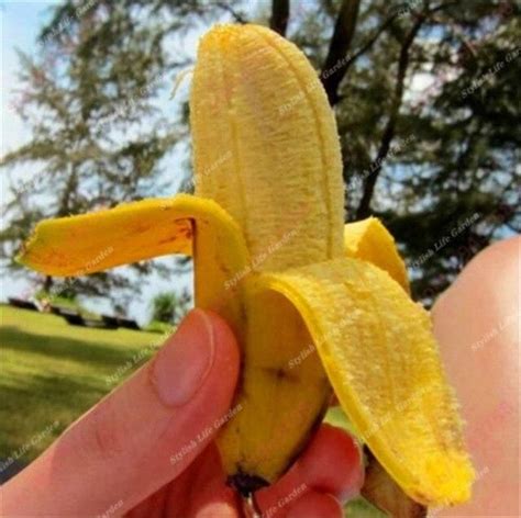 100 Pcs Dwarf Banana Bonsaihealthy Non Gmo Subtropics Fruit Organic