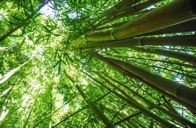 Reasons To Celebrate World Bamboo Day