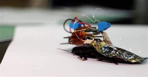 Researchers Test Cyborg Cockroaches That Could Aid In Search And Rescue Missions