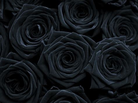 Gothic Roses Wallpapers Top Free Gothic Roses Backgrounds