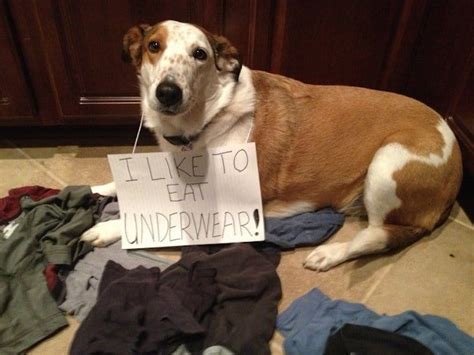 20 Dog Shaming Photos That Will Have You Cracking Up