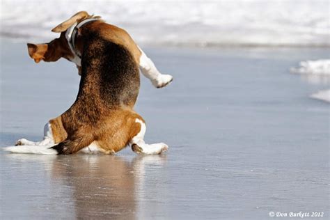 Dogs On Ice The Ark In Space